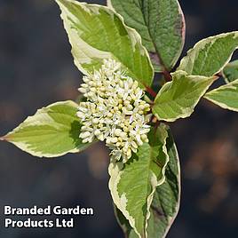 Cornus alba Gouchaultii