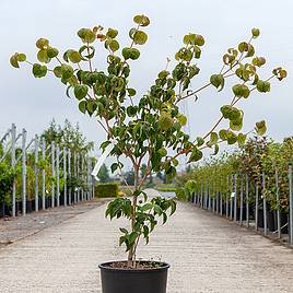 Cornus kousa Heart Throb