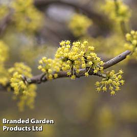 Cornus mas Aurea