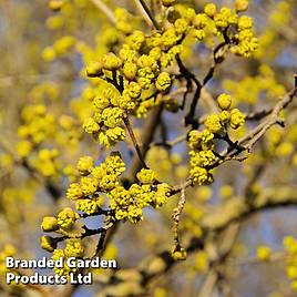 Cornelian Cherry (Hedging)