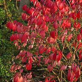 Cornus sanguinea Winter Flame