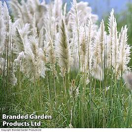 Cortaderia selloana Pumila