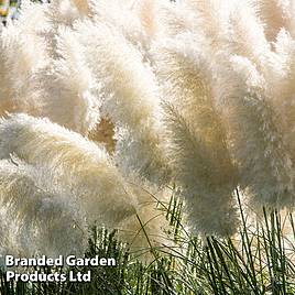 Cortaderia selloana White Feather