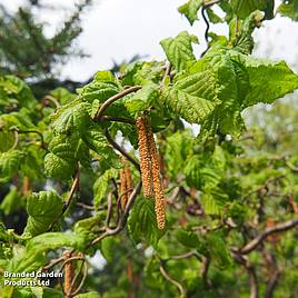 Corylus avellana Contorta