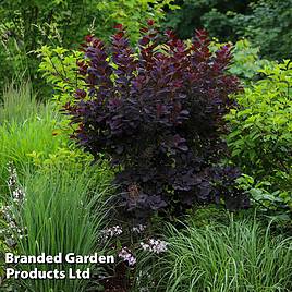 Cotinus coggygria Royal Purple