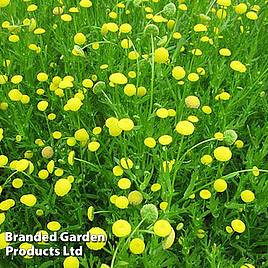 Cotula coronopifolia (Marginal Aquatic)