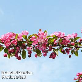 Crab Apple Indian Magic