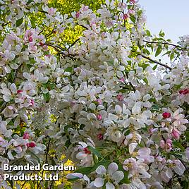 Crab Apple Sun Rival