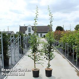 Crataegus media Pauls Scarlet