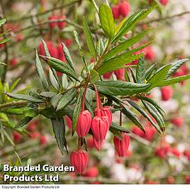 Crinodendron hookerianum