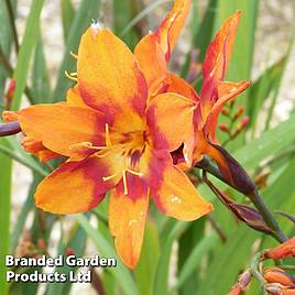 Crocosmia x crocosmiiflora Emily Mckenzie