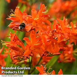 Crocosmia Spitfire