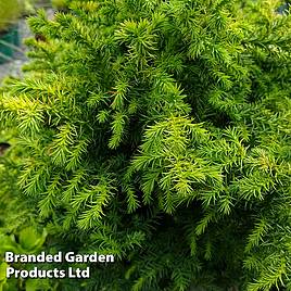 Cryptomeria japonica Vilmoriniana