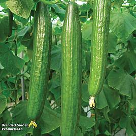 Cucumber F1 Bella (All Female) - Seeds