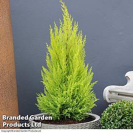 Cupressus Goldcrest Wilma