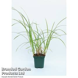 Cyperus longus (Marginal Aquatic)