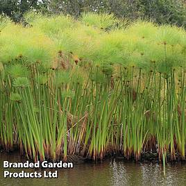 Cyperus papyrus (Marginal Aquatic)