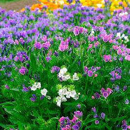 Echium Plantagineum Dwarf Bedding Mix - Seeds