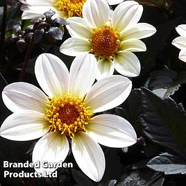 Dahlia Happy Days Cream