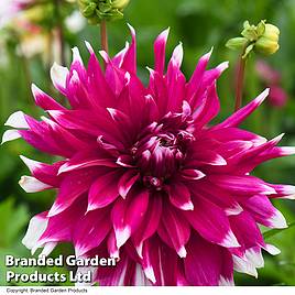 Dahlia Dinner Plate Englands Glory