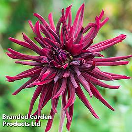 Dahlia Nuit d Ete