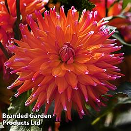 Dahlia Orange Turmoil