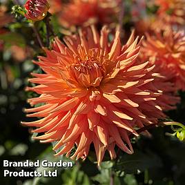 Dahlia Orange Turmoil