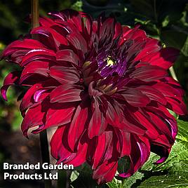 Dahlia Dinner Plate Spartacus