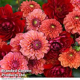 Dahlia Sunset Shades