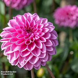 Dahlia Sweet Love