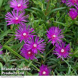 Delosperma cooperi