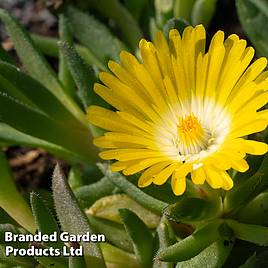 Delosperma congestum