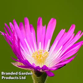 Delosperma sutherlandii