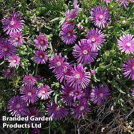 Delosperma Table Mountain