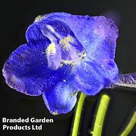 Delphinium belladonna Bellamosum