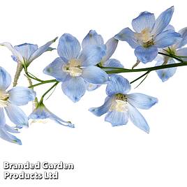 Delphinium belladonna Cliveden Beauty