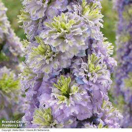 Delphinium elatum Highlander Crystal Delight