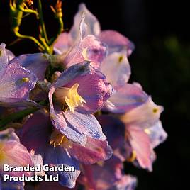 Delphinium Guinevere