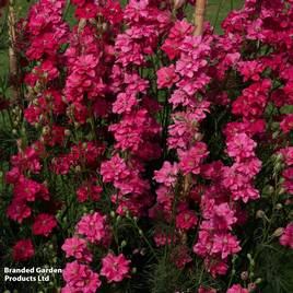 Delphinium consolida King Size Scarlet