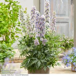 Delphinium elatum Highlander Rainbow Sensation