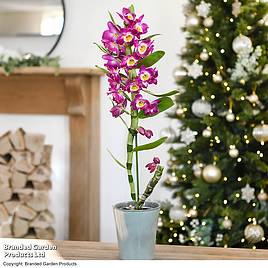 Orchid Star Class Lilac - Gift