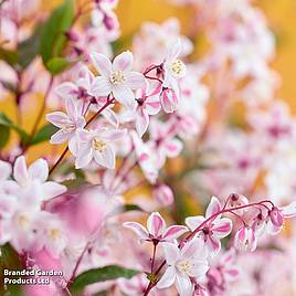 Deutzia x hybrida Tokyo Delight