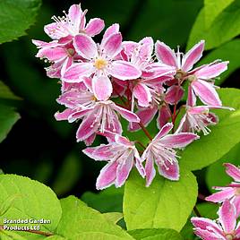 Deutzia × rosea Yuki Cherry Blossom