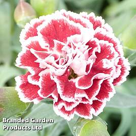 Dianthus Scent First Sugar Plum