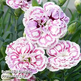 Dianthus Capitan Marco