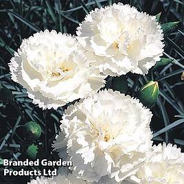 Dianthus Haytor White