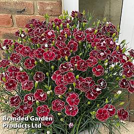 Dianthus Bicolor Burgundy