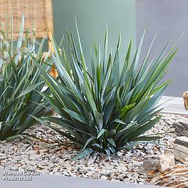 Dianella revoluta Blue Stream