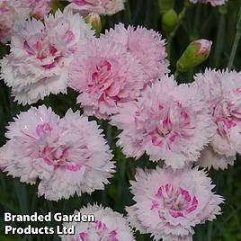 Dianthus Candy Floss