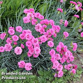 Dianthus Devon Wizard